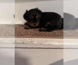 Yorkie-Apso Puppy for sale in PAWTUCKET, RI, USA