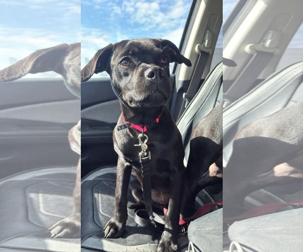 Medium Photo #1 Mutt Puppy For Sale in Germantown, OH, USA