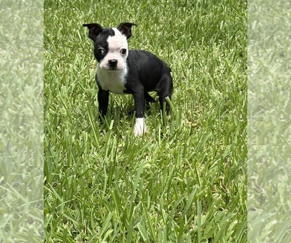 Medium Photo #4 Boston Terrier Puppy For Sale in RICHMOND, TX, USA