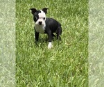 Puppy Lucky Boston Terrier