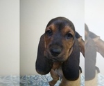 Small Photo #6 Basset Hound Puppy For Sale in PETERSBURG, IN, USA