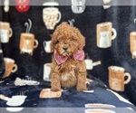Small #6 Cavapoo