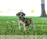 Puppy 5 English Bulldog-Mastiff Mix