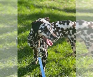 Dalmatian Dogs for adoption in GILBERTS, IL, USA