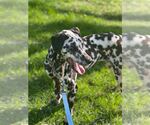 Small Dalmatian