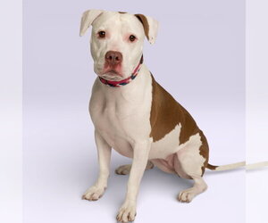 American Pit Bull Terrier-Unknown Mix Dogs for adoption in Rowlett, TX, USA