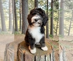 Puppy OREO Bernedoodle
