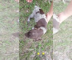 Small Photo #9 German Shorthaired Pointer Puppy For Sale in FORT WHITE, FL, USA
