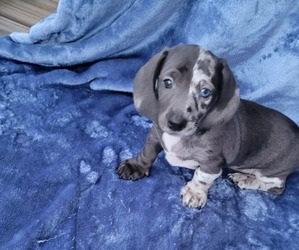Dachshund Puppy for sale in SOUTHBRIDGE, MA, USA