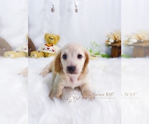 Dachshund Puppy for sale in ASTORIA, NY, USA