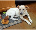 Small #1 Australian Shepherd-Red Heeler Mix