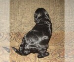 Small Photo #6 Aussie-Poo-Aussiedoodle Mix Puppy For Sale in LINCOLN, AL, USA