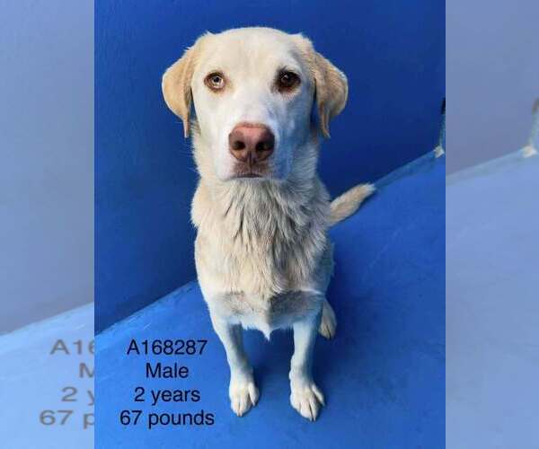 Medium Photo #1 Labrador Retriever-Unknown Mix Puppy For Sale in Calgary, Alberta, Canada