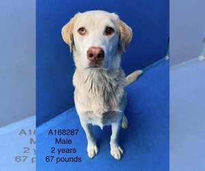 Labrador Retriever-Unknown Mix Dogs for adoption in Calgary, Alberta, Canada