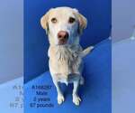 Small Labrador Retriever Mix
