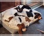 Small #3 Treeing Walker Coonhound Mix