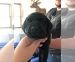 Small Photo #6 Labrador Retriever Puppy For Sale in SUNBURY, OH, USA