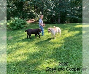 Father of the Labrador Retriever puppies born on 07/13/2026