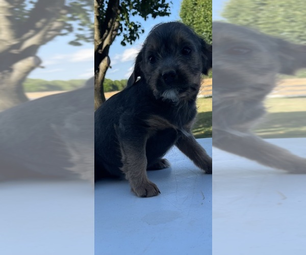 Medium Photo #3 Beagle-Poodle (Toy) Mix Puppy For Sale in NORWOOD, NC, USA
