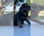 Small #2 Beagle-Poodle (Toy) Mix