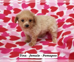 Pom-A-Poo Puppy for sale in HOPKINSVILLE, KY, USA