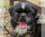 Small #2 Pekingese
