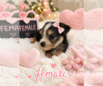 Small #3 Yorkshire Terrier