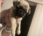 Small Photo #1 Pug Puppy For Sale in LAKE MARY, FL, USA