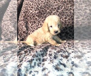 Goldendoodle (Miniature) Puppy for sale in BLMGTN, IN, USA