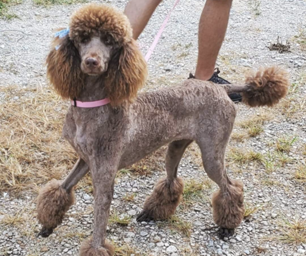Medium Photo #1 Poodle (Standard) Puppy For Sale in WHITEVILLE, TN, USA