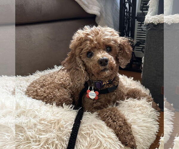 Medium Photo #14 Poodle (Miniature) Puppy For Sale in Chester, NJ, USA