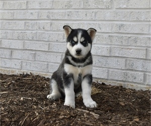 Siberian Husky Puppy for sale in BELLEFONTE, PA, USA