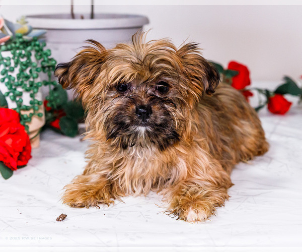 Medium Photo #7 Shorkie Tzu Puppy For Sale in WAKARUSA, IN, USA