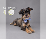 Small #1 Pug Mix