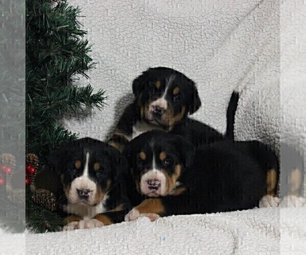 Medium Photo #3 Greater Swiss Mountain Dog Puppy For Sale in BIRD IN HAND, PA, USA