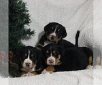 Small Photo #3 Greater Swiss Mountain Dog Puppy For Sale in BIRD IN HAND, PA, USA