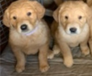 Golden Retriever Puppy for sale in EL CAJON, CA, USA