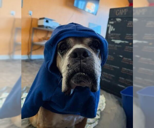 Medium Photo #2 Boxer-Unknown Mix Puppy For Sale in Chula Vista, CA, USA