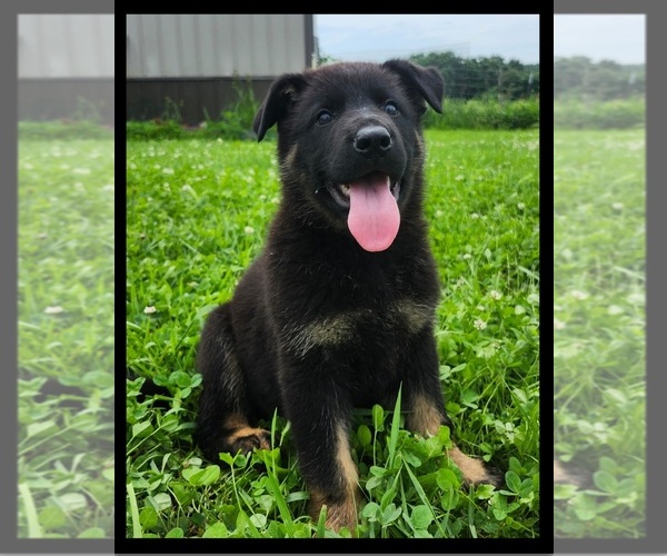 Medium Photo #1 German Shepherd Dog Puppy For Sale in BROOKFIELD, MO, USA