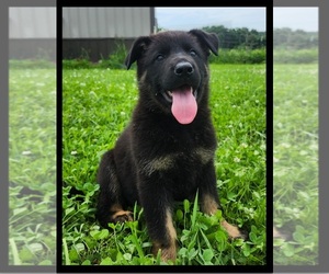 German Shepherd Dog Puppy for Sale in BROOKFIELD, Missouri USA