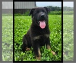 Small German Shepherd Dog