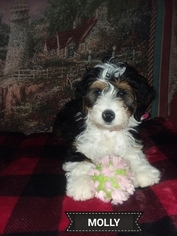 Miniature Bernedoodle Puppy for sale in KENSINGTON, OH, USA