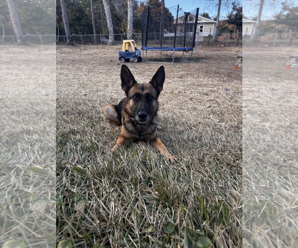 Medium Photo #7 German Shepherd Dog Puppy For Sale in Plantation, FL, USA