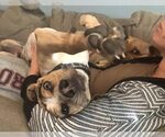 Small Photo #1 Beagle-Catahoula Leopard Dog Mix Puppy For Sale in CHESAPEAKE, VA, USA