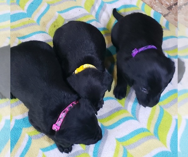 Medium Photo #148 Labrador Retriever Puppy For Sale in OLYMPIA, WA, USA