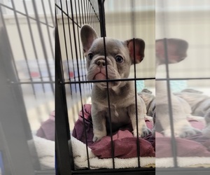 French Bulldog Puppy for sale in ALHAMBRA, CA, USA