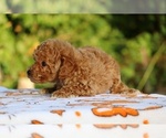 Small #9 Poodle (Toy)