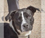 Small #1 Boxer Mix
