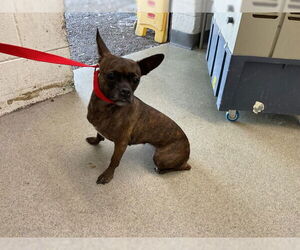 Pug-Unknown Mix Dogs for adoption in San Bernardino, CA, USA