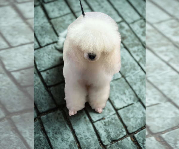 Medium Photo #4 Poodle (Miniature) Puppy For Sale in San Diego, CA, USA